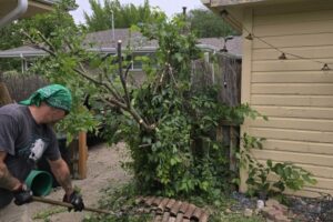 Tree and Brush Removal - During